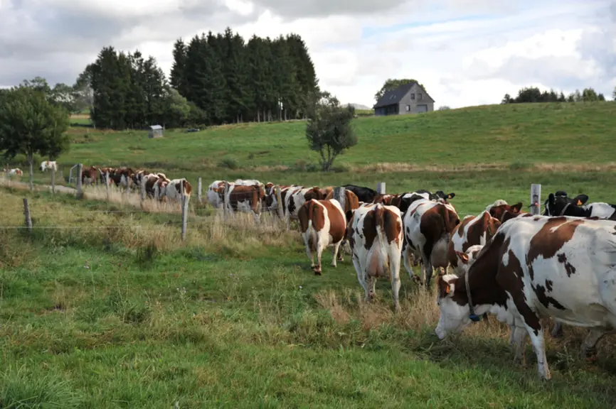 vache empruntant un chemin au milieu de prairies
