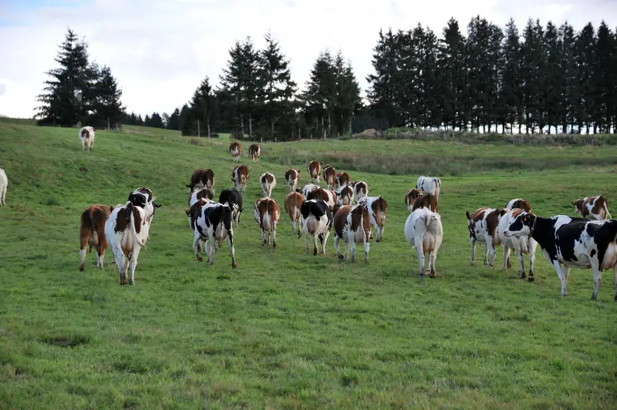 vaches au pré avec au fond une haie de pins