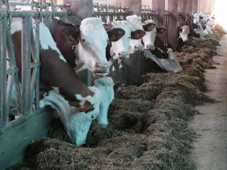 vaches montbéliardes au cornadis