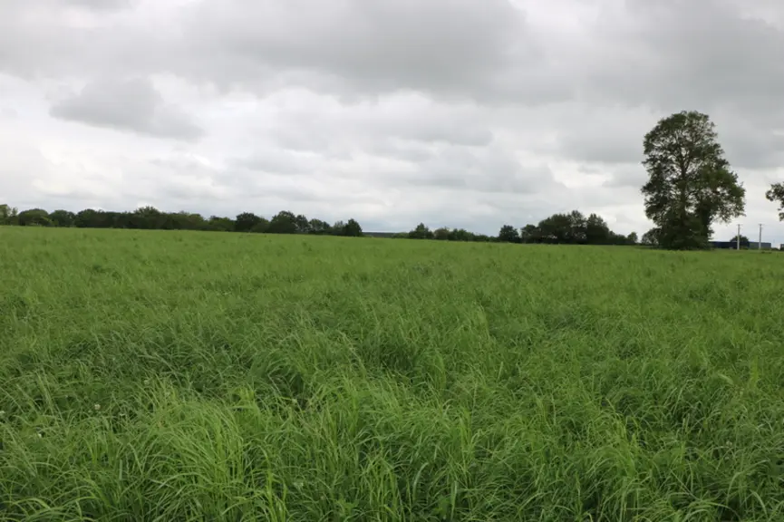 Une prairie de fauche, mélange prairial avec des légumineuses