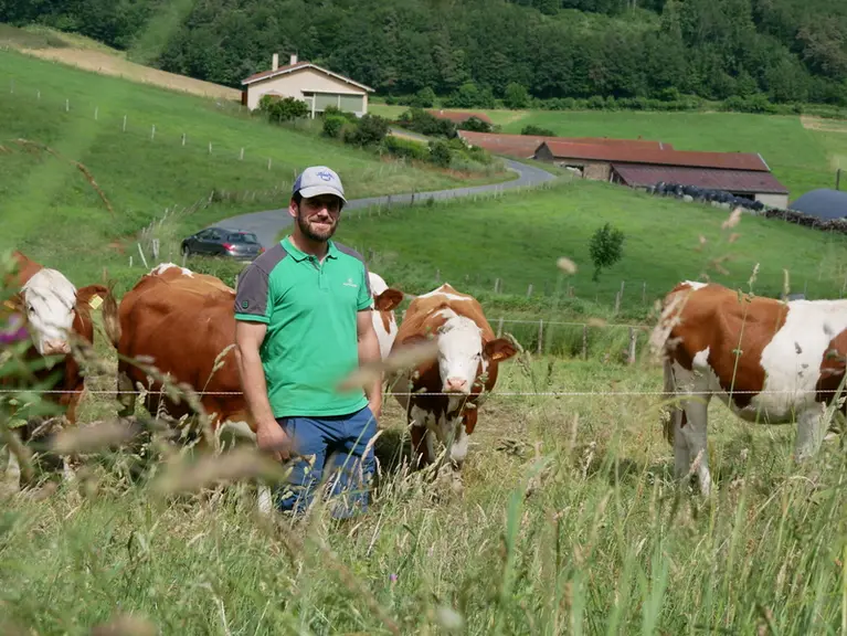 Éleveur de montbéliardes dans le Rhône pâturage de stock sur pied.