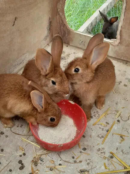lapins à l'engraissement élevés en plein air