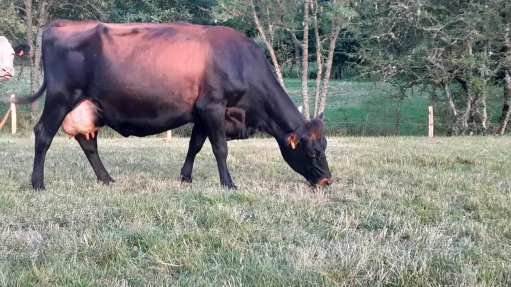 Naya vache croisée Jersiais/Holstein/ Abondance au pâturage
