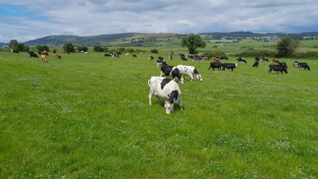 vaches au pâturage