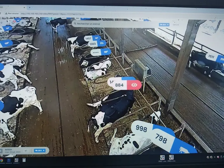 image de caméra AIherd en élevage laitier