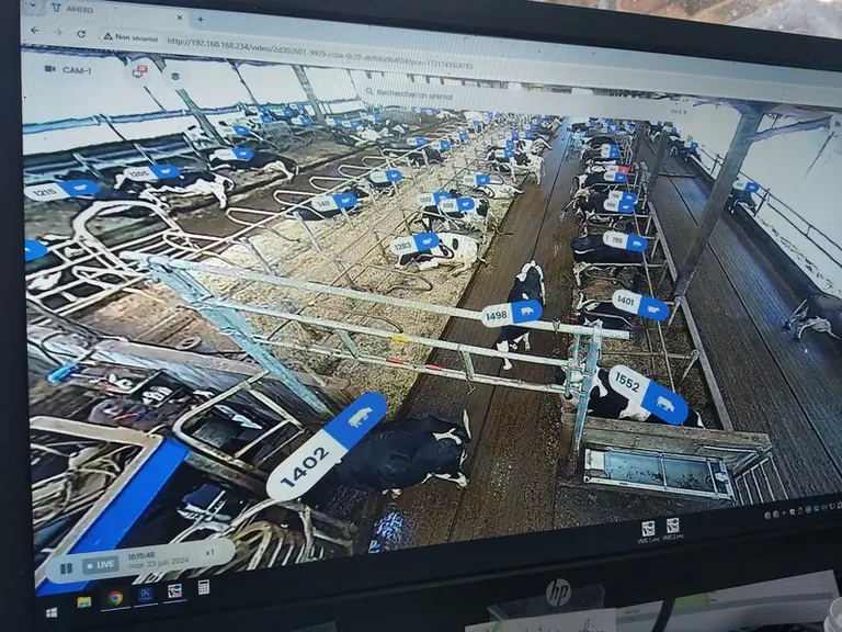image de caméra AIherd en élevage laitier