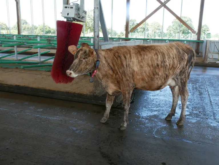 vaches croisée rouge scandinave, jersiais et prim’Holstein qui se gratte à la brosse.