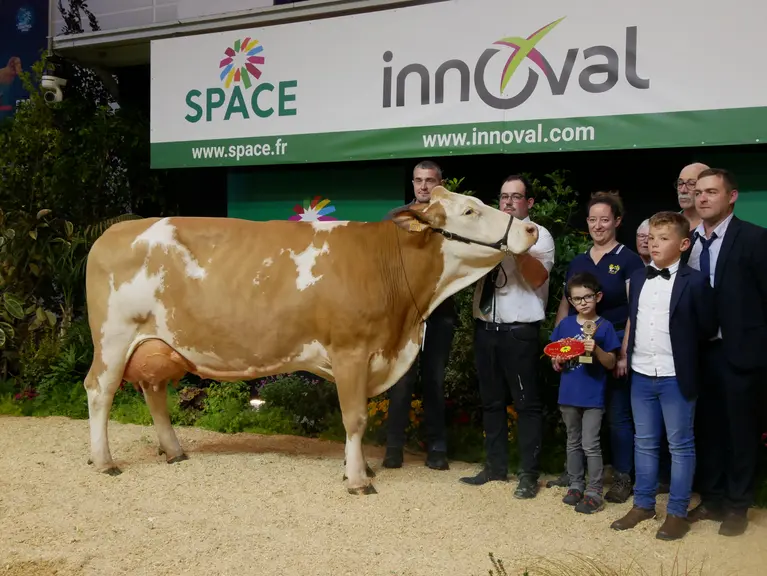 Précieuse, grande championne et de meilleure mamelle Simmental au Space 2024 venant du Gaec Breizh Simm dans le Morbihan.