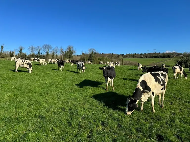<em class="placeholder">pâturage de vaches laitières en fin d'hiver</em>