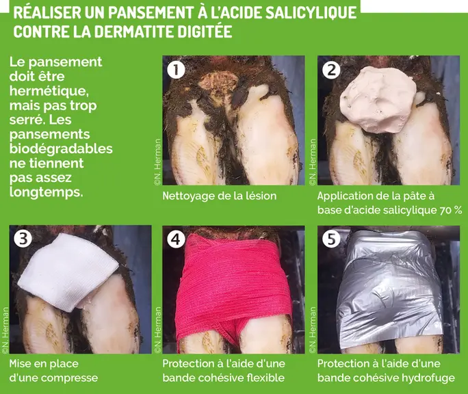 <em class="placeholder">Les alternatives contre la Mortellaro</em>