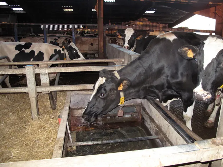 I M G _ 3 2 4 5 /  Elevage bovin. Vaches laitières à l'abreuvoir. abreuvement. Bovins lait. Besoin en eau des animaux</em