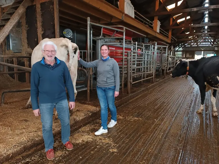 vache hésite à aller au robot