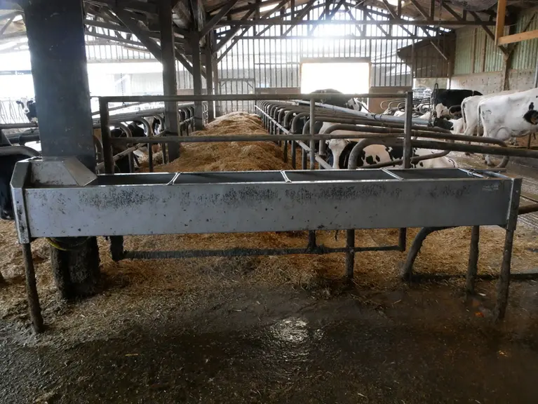 abreuvoir en stabulation de vaches laitières
