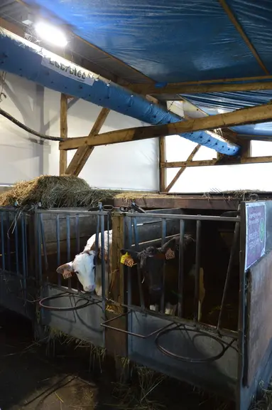 gaine de ventilation dans nurserie de génisses laitières