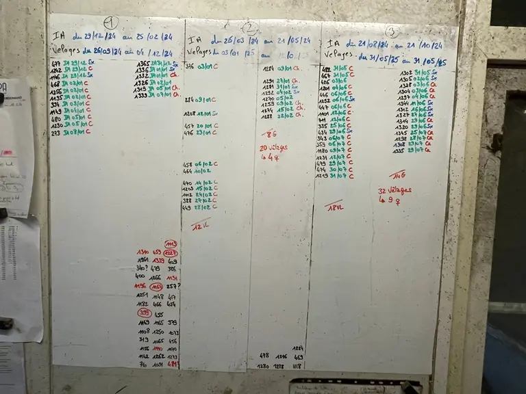 tableau de repro en élevage laitier