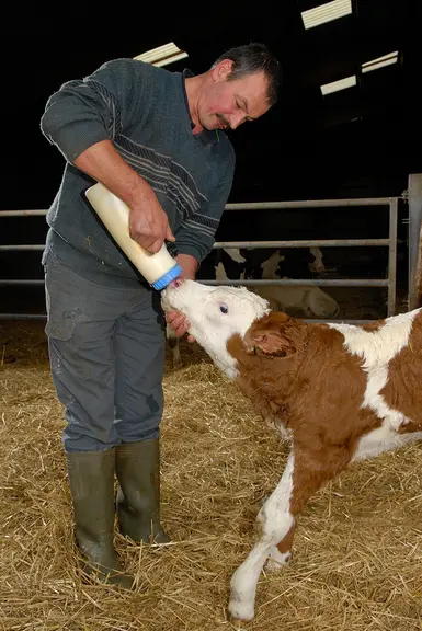 Prise de colostrum pour un veau venant de naître . Agriculteur obligeant le veau  à têter  à l'aide d'un biberon . R