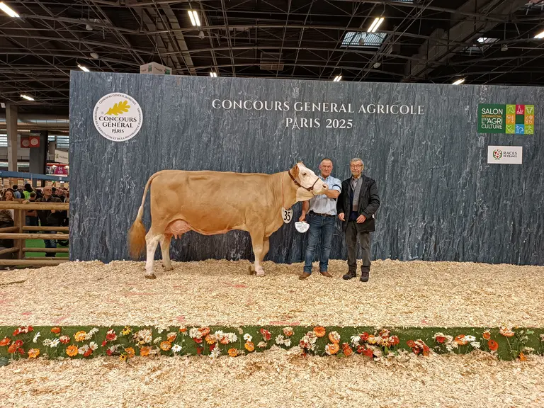 Gourmande est sacrée championne adulte et meilleure laitière du concours général agricole 2025 de la race simmental, à Paris.