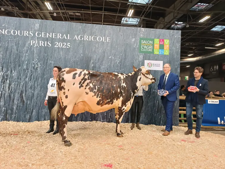 Meilleure mamelle adulte normande sia 2025