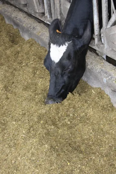 <em class="placeholder">vache qui mange au cornadis</em>