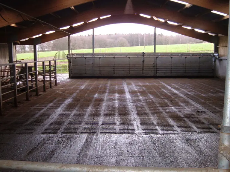 Aire d'attente construite en portique bipente dans un bâtiment pour vaches laitières