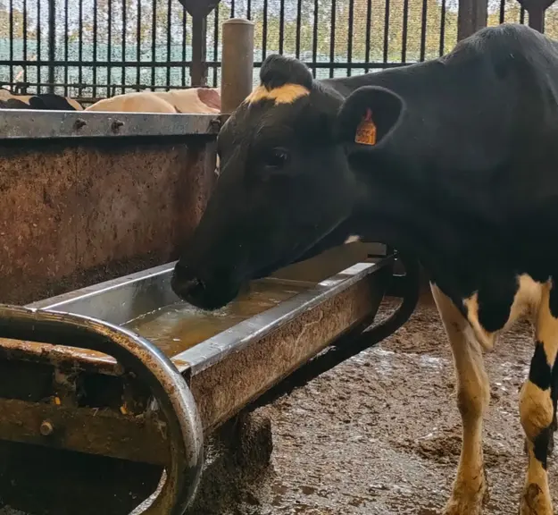 <em class="placeholder">vache laitière devant un abreuvoir en bâtiment</em>