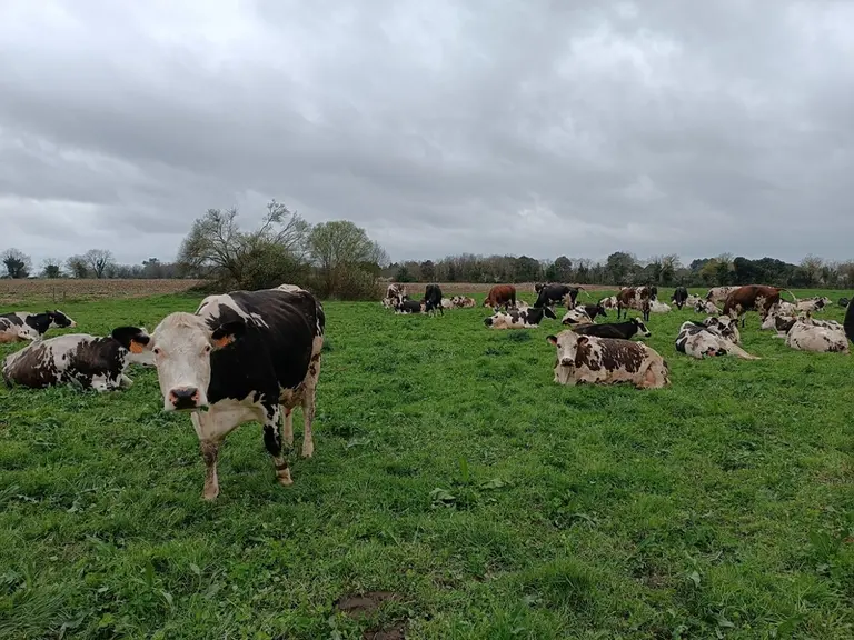 <em class="placeholder">troupeau composé 50 % de normande, 20 % de prim’Holstein et 30 % trois voies normande, prim’Holstein, montbéliarde</em>