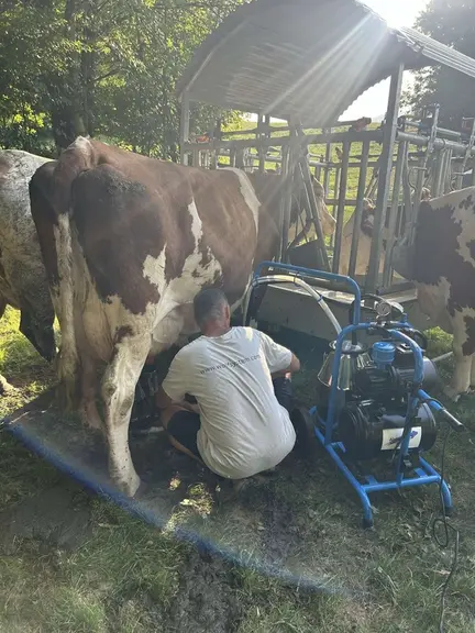 <em class="placeholder">éleveur en train de traire une vache au pot trayeur à cause des mesures de lutte contre la DNC</em>