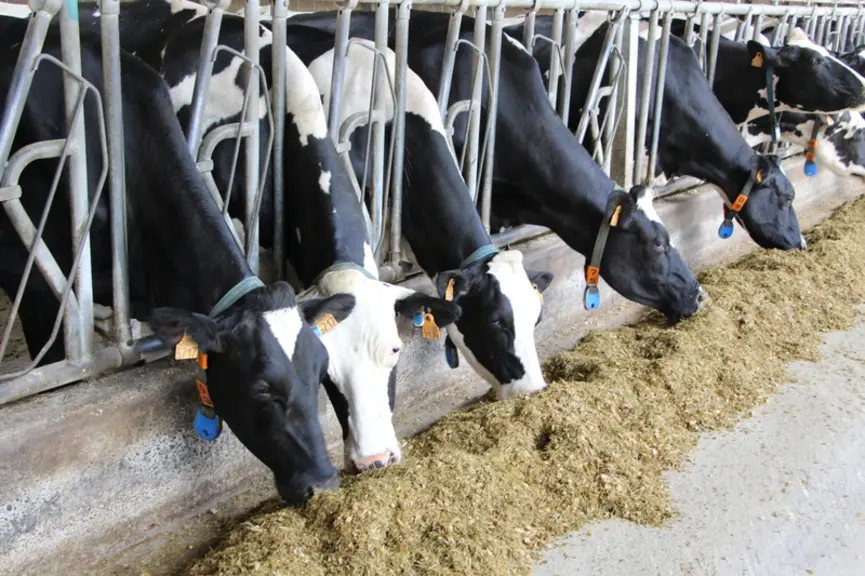 vaches au cornadis