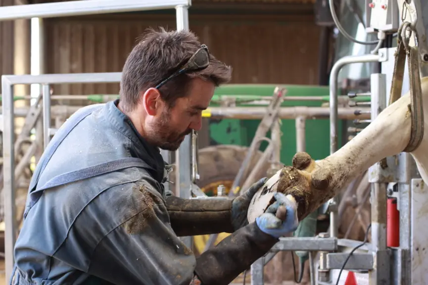 Dès qu’une vache boite, il faut lever le pied pour détecter les lésions et si besoin parer et/ou traiter.