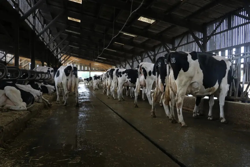 <em class="placeholder">stabulation pour vaches laitières</em>