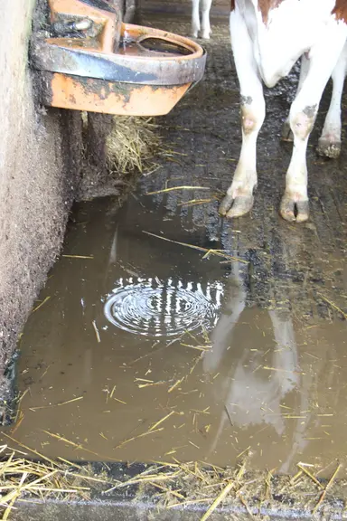 <em class="placeholder">zone souiillée sous un abreuvoir en stabulation de vaches laitières</em>