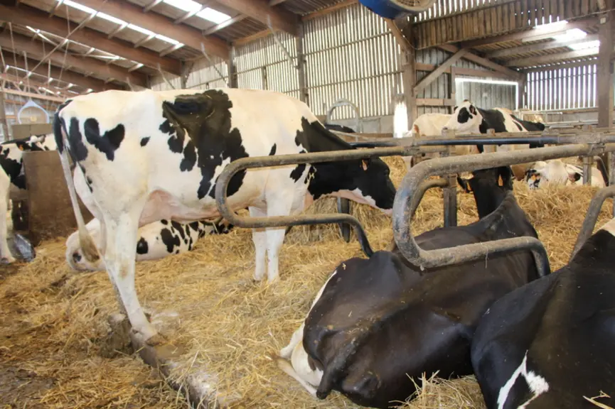 <em class="placeholder">Prévention des boiteries : 4 points clés pour bien loger vos vaches</em>