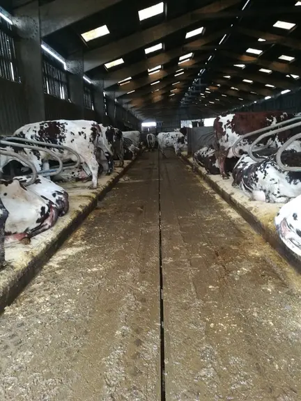 Prévention des boiteries : 4 points clés pour bien loger vos vaches