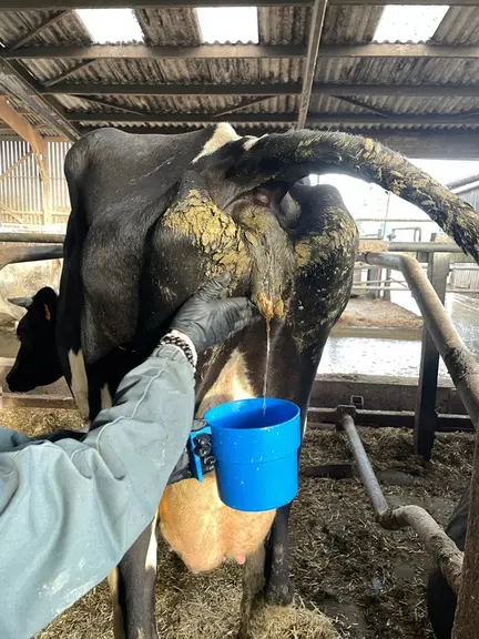 prélèvement urinaire sur une vache