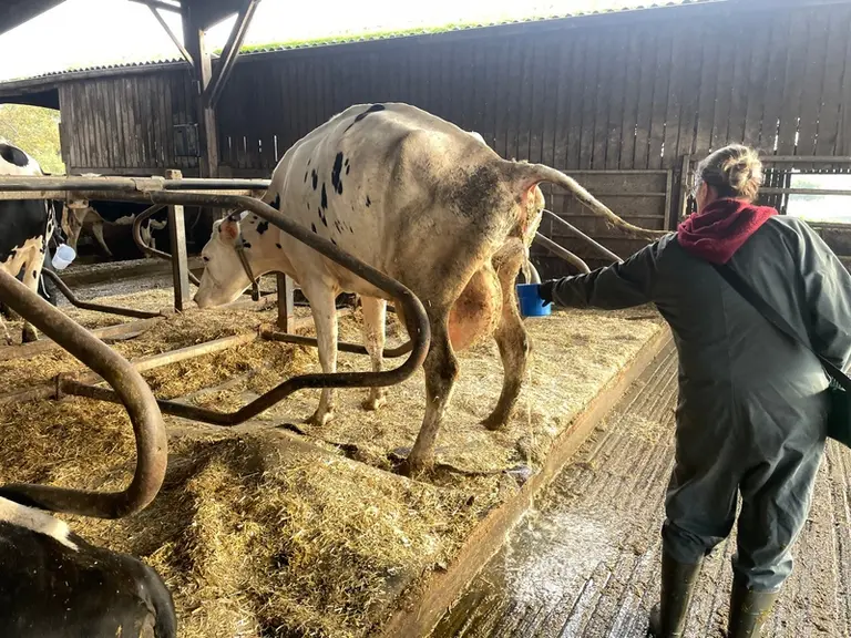 prélèvement urinaire sur une vache