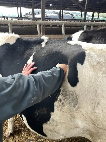 palpation du rumen au poing