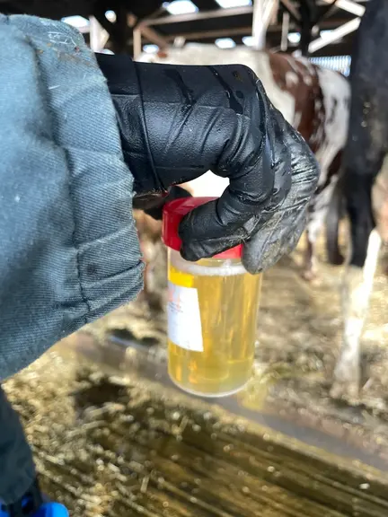 prélèvement urinaire sur une vache
