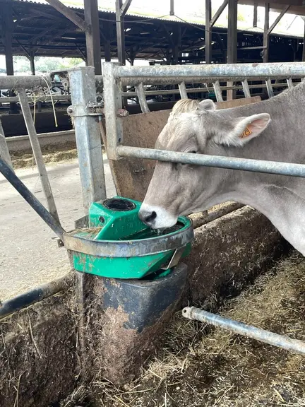 vache rechignant à boire devant un abreuvoir