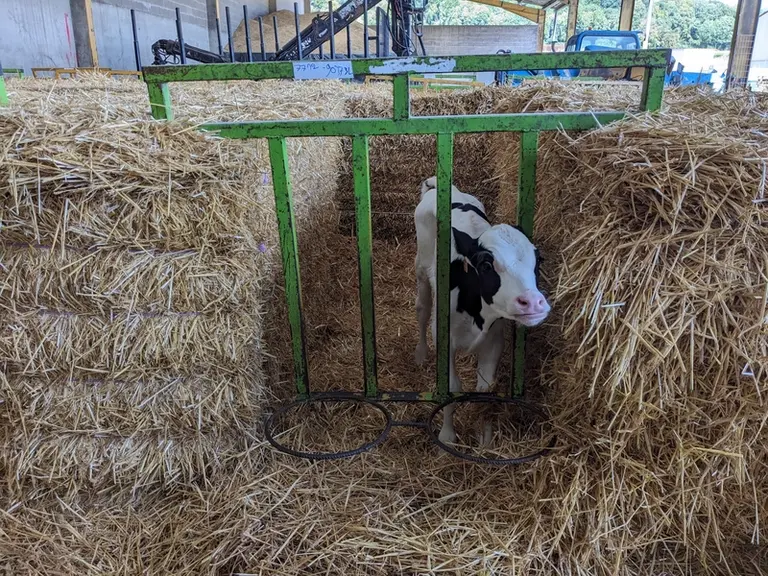 <em class="placeholder">veau dans niche en paille</em>
