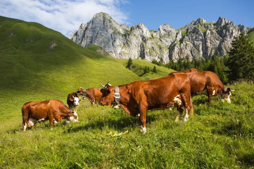 <em class="placeholder">vaches de race abondance dans une prairie en alpage</em>