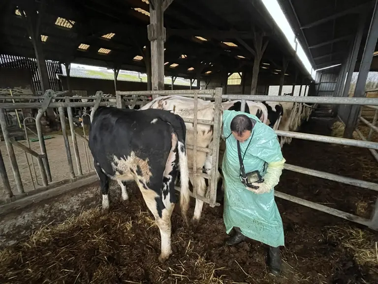 fouille et échographie d'une vache