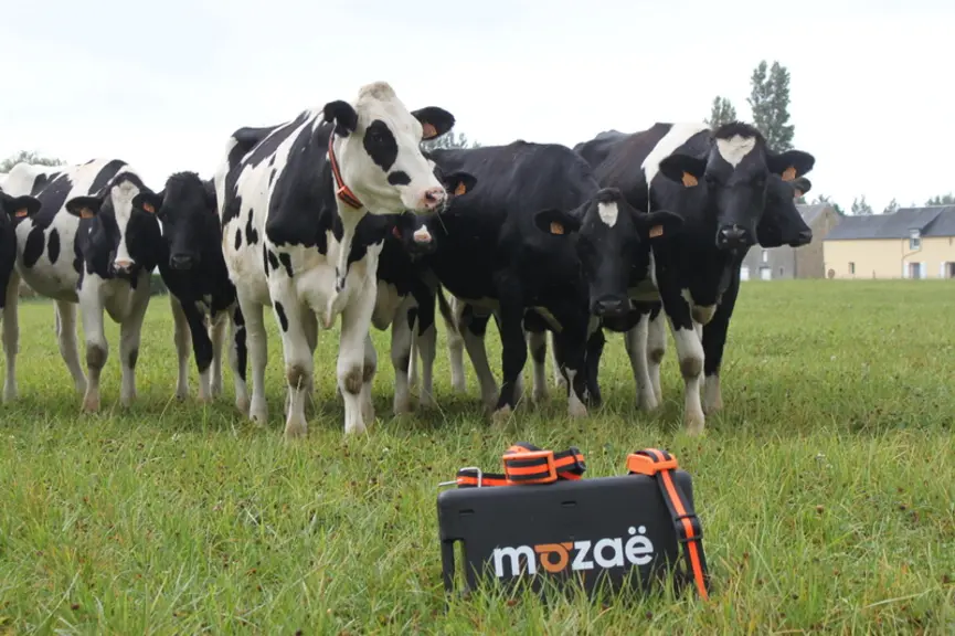 <em class="placeholder">vaches au pâturage équipées d'un détecteur de chaleur</em>