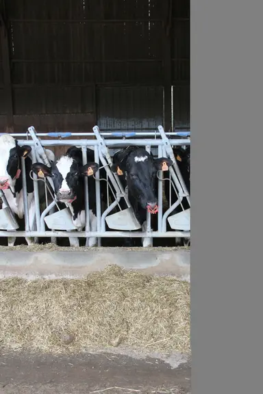 <em class="placeholder">Génisses Prim’holstein aux cornadis devant la table d’alimentation</em>
