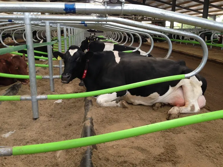 <em class="placeholder">la logette Cowcoon de Wilson Agri distribuée par la société Promat, intègre un tube polyéthylène sur la boucle inférieure du bas-flanc.</em>