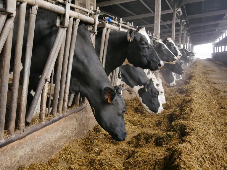 Quatre leviers pour améliorer la longévité de vos laitères en limitant les réformes subies