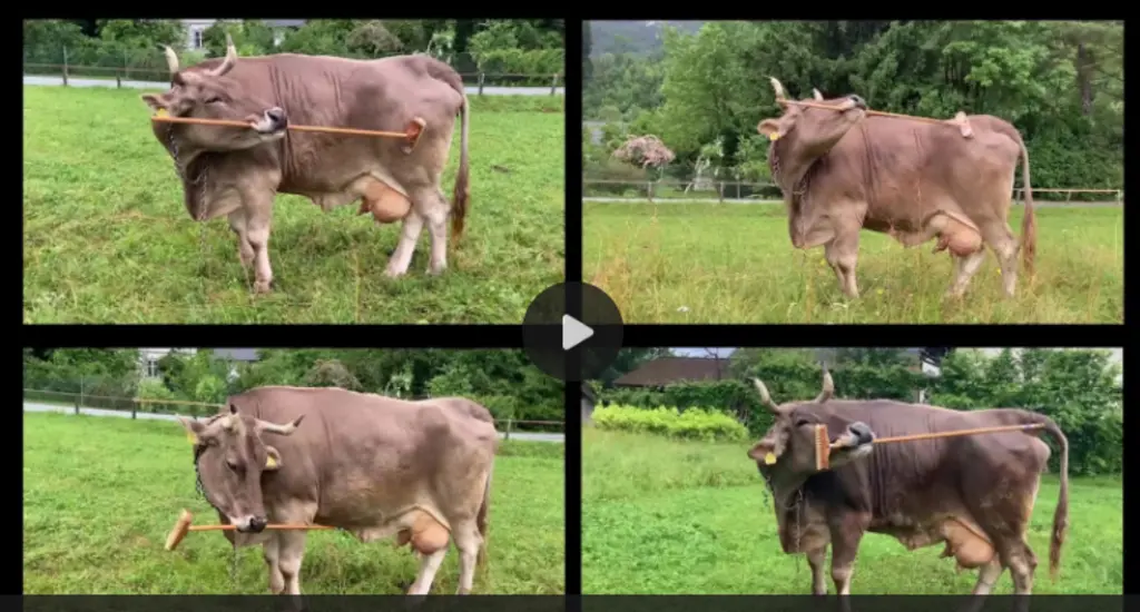 <em class="placeholder">Comportement animal : Veronika, la vache qui bluffe les scientifiques </em>