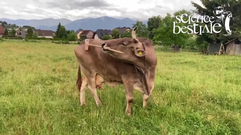 <em class="placeholder">vache se grattant avec la brosse d'un balai</em>