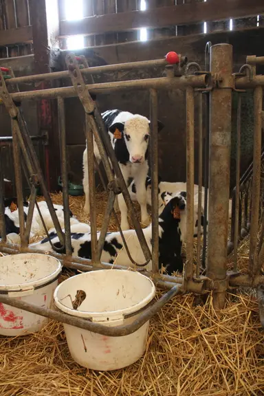<em class="placeholder">Veaux dans un parc en collectif devant son seau</em>