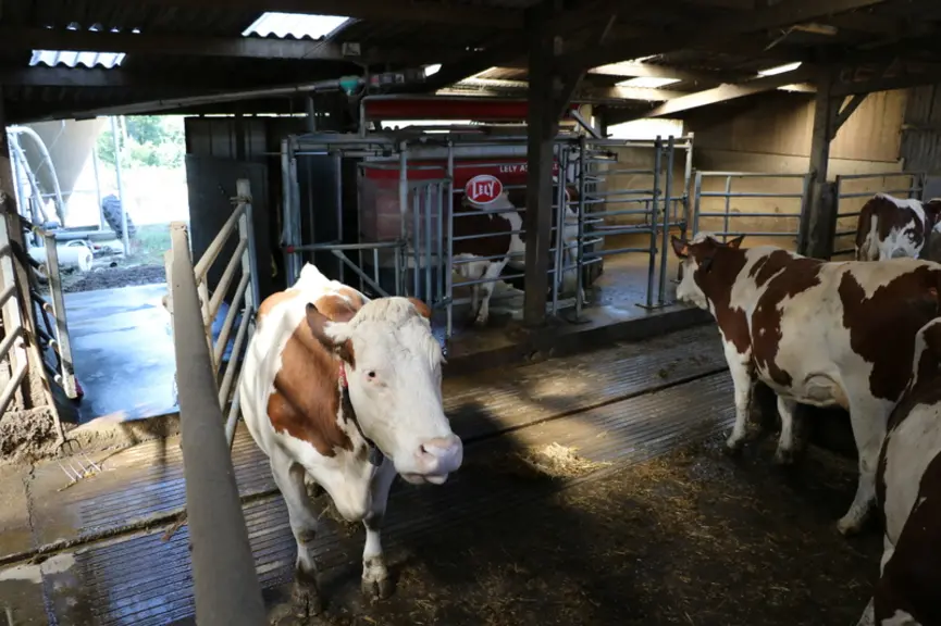 vaches laitières en système robot