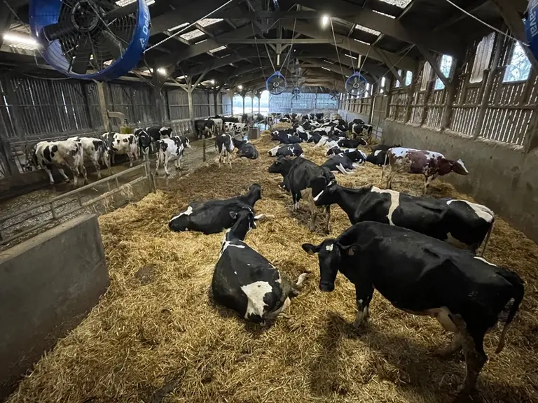 <em class="placeholder">aire paillée avec vaches laitières</em>